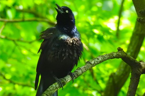 A black bird with iridescent feathers perched on a branch, singing amidst lush green foliage.