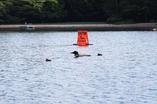 A loon swims near a caution sign warning about loon chicks in a calm lake surrounded by trees.