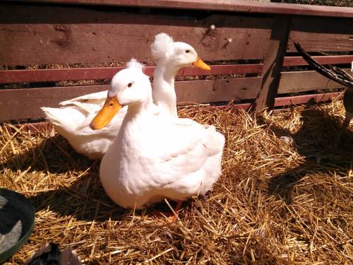 Two white ducks with fluffy heads sitting on straw in a pen.