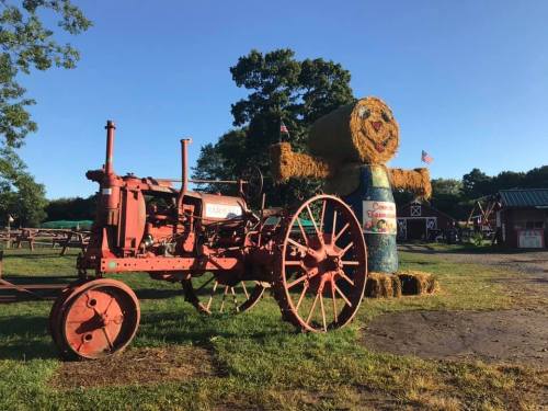 A vintage red tractor next to a large, smiling scarecrow made of hay, set in a farmyard with trees in the background.