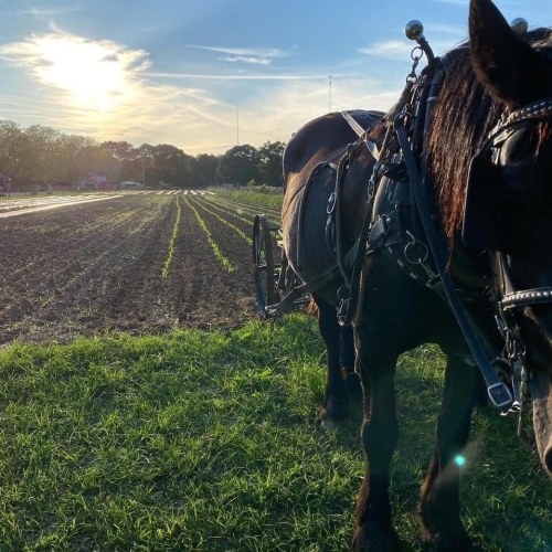 A black horse in harness stands beside a field at sunset, with rows of young plants in the background.