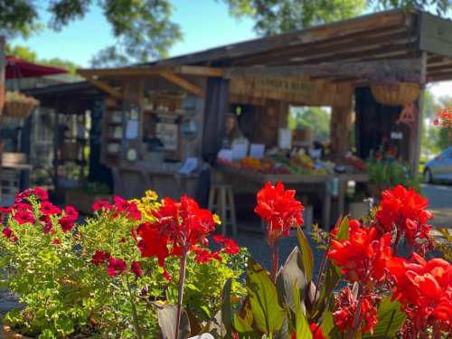 A vibrant market stand surrounded by colorful flowers, showcasing fresh produce under a sunny sky.