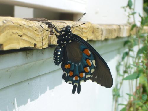 A black butterfly with blue and orange markings perched on a wooden surface.