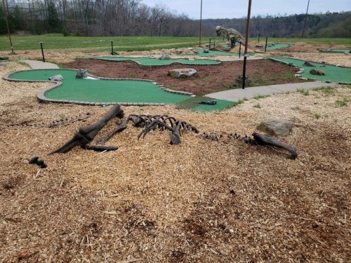 A mini-golf course featuring a dinosaur skeleton sculpture among green turf and wood chip landscaping.