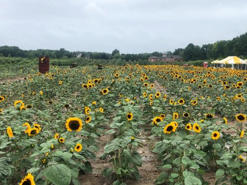 A field of vibrant sunflowers stretches under a cloudy sky, with a tent and buildings in the background.