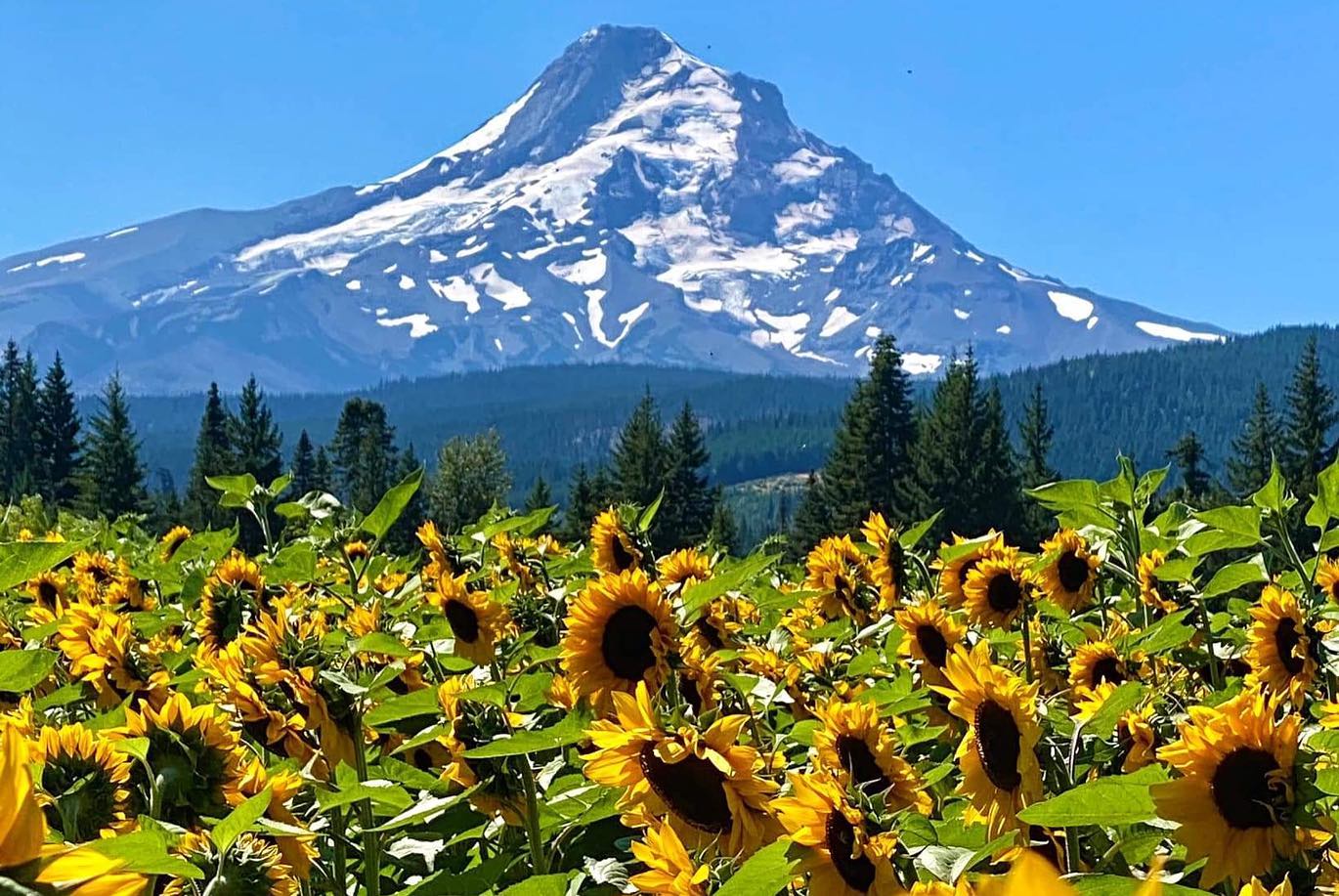 Frolic Through Endless Sunflower Fields At Oregon's Mt. View Orchards