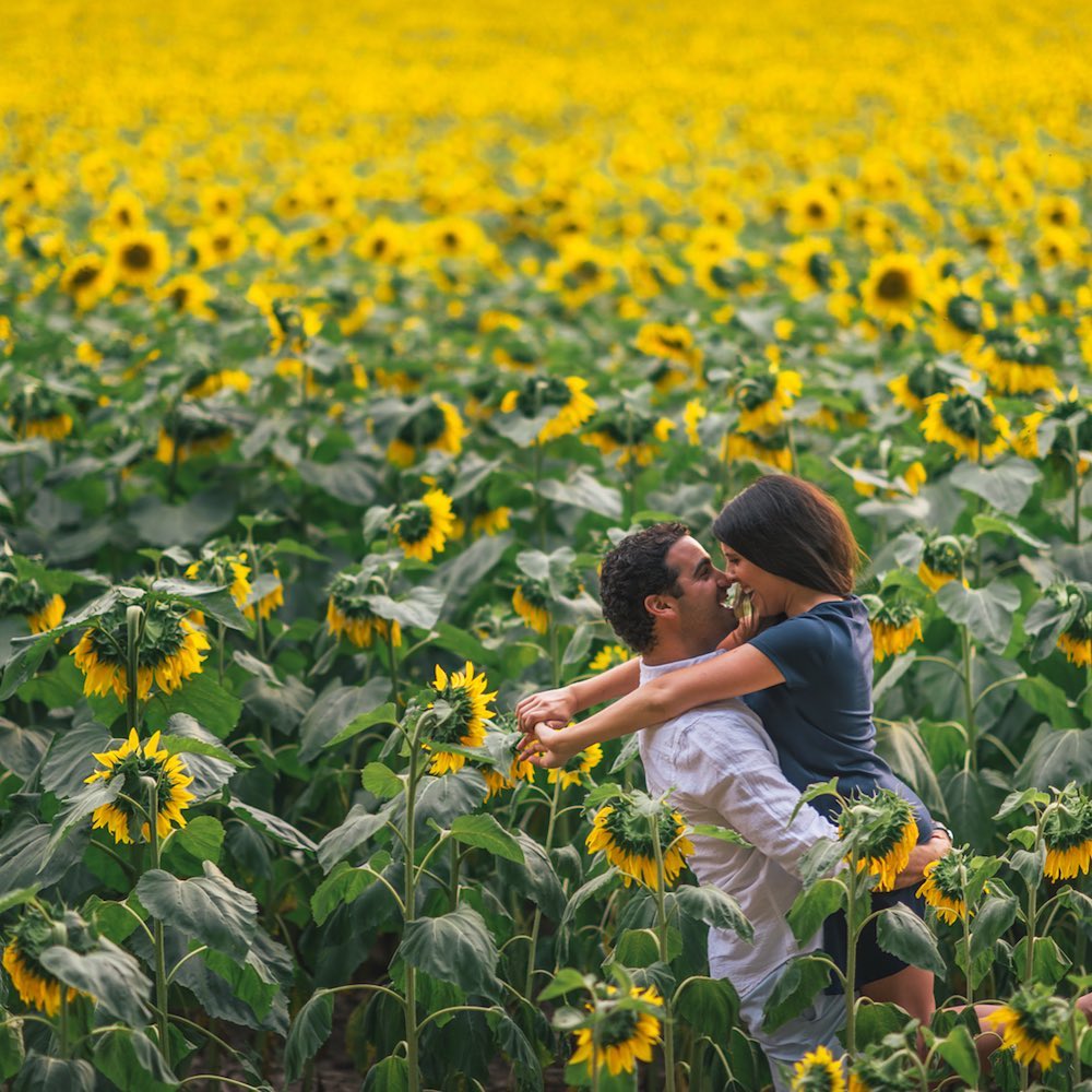 東方　同人音楽CD flower garden sun flower field How to See a Sunflower Field in Oregon - Adventures with Holly & Bryan