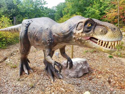 A lifelike dinosaur sculpture of a T. rex in a natural outdoor setting surrounded by trees and gravel.