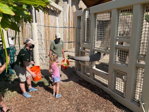 A child and two adults feed an animal at a zoo, with one adult holding a bucket and the animal reaching out.