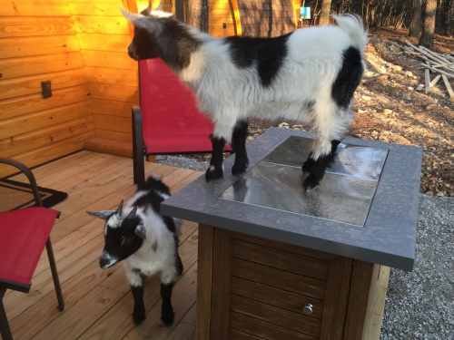 Two playful goats, one standing on a table and the other on the ground, in a rustic outdoor setting.