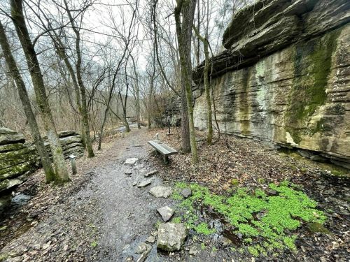 A wooded path with a stone wall, a bench, and patches of green plants, surrounded by bare trees on a cloudy day.