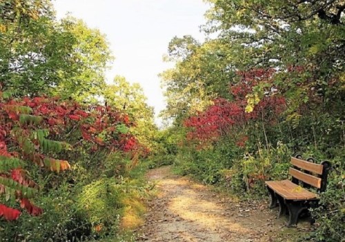 A serene path lined with vibrant autumn foliage and a wooden bench inviting visitors to relax and enjoy nature.