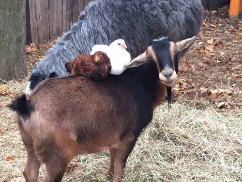 A goat with two chickens perched on its back, surrounded by hay and a wooden fence in a farmyard setting.