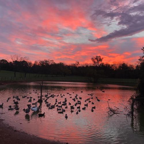 A serene pond at sunset, filled with ducks, surrounded by trees and a vibrant pink and orange sky.