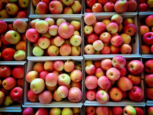 Aerial view of neatly arranged boxes filled with various apples in shades of red and green.