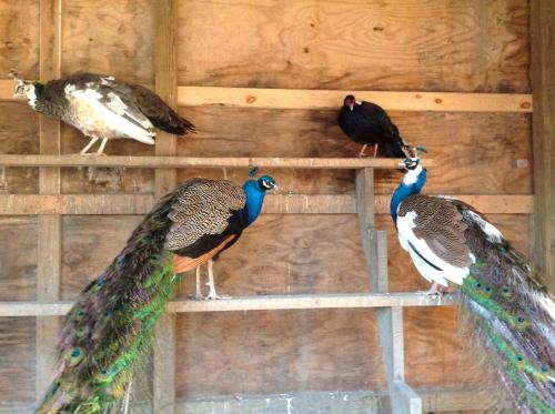 Two peacocks with vibrant tails and three other birds perched on a wooden shelf in a rustic setting.