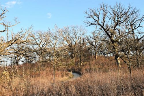 A winding path through a landscape of bare trees and tall grasses under a clear blue sky.