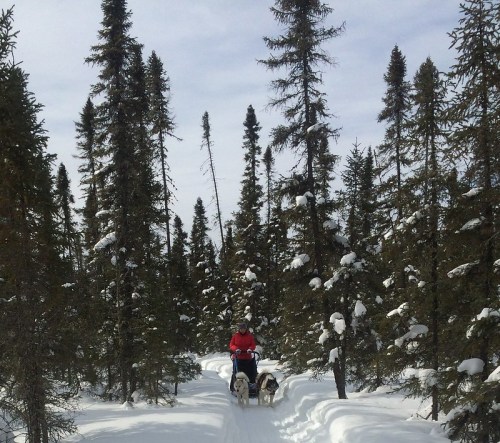 A person in a red jacket walks two dogs along a snowy trail surrounded by tall evergreen trees.