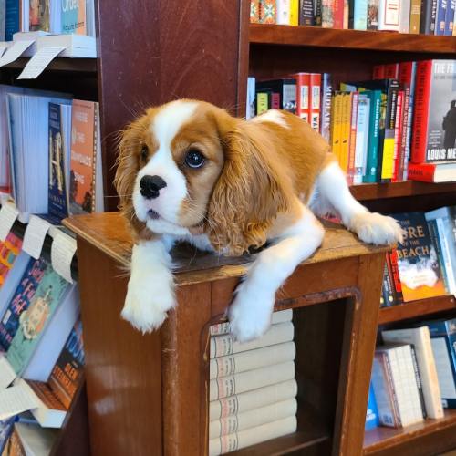 A Cavalier King Charles Spaniel puppy lounging on a wooden shelf in a bookstore surrounded by colorful books.