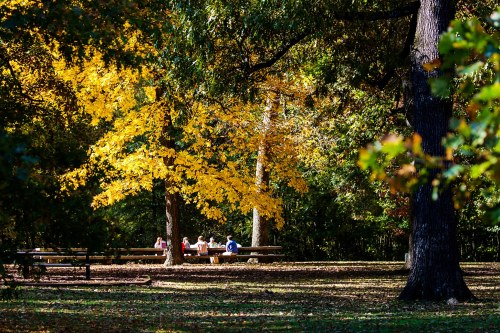 A group of people gathered at a picnic table under vibrant yellow autumn trees in a park.