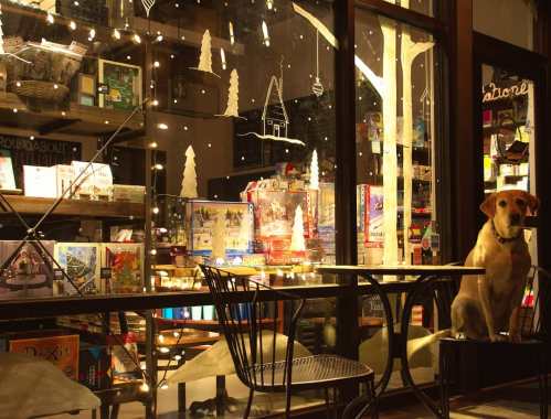 A cozy shop window decorated with lights and holiday displays, featuring a dog sitting on a chair outside.