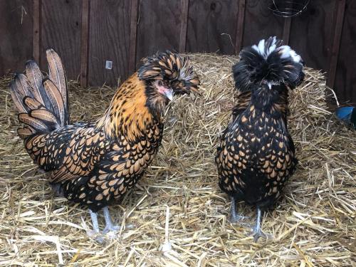 Two colorful chickens with unique feathered crests stand on straw in a barn.