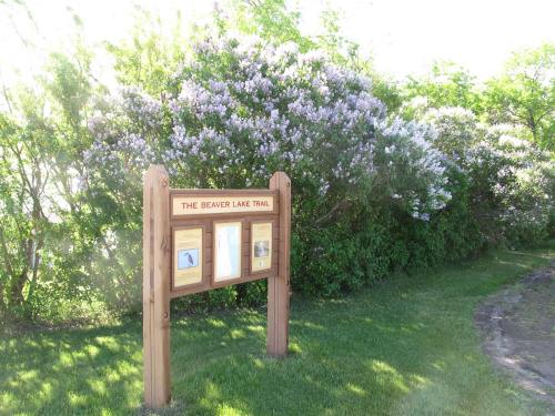 Sign for the Beaver Lake Trail surrounded by blooming lilac bushes and green grass.