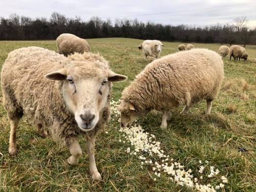 A group of sheep grazing in a grassy field, with one sheep in the foreground looking curiously at the camera.