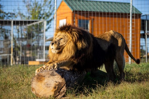 A lion stretches on a log in a grassy area, with a wooden structure in the background.