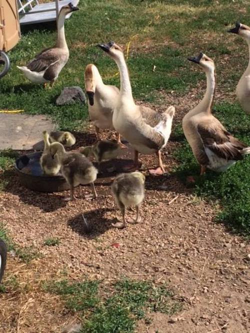 A group of geese and goslings gathered around a water bowl on grassy ground.