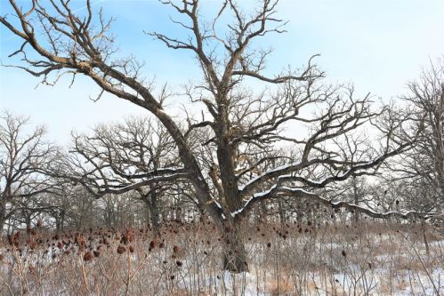 A large, bare tree with sprawling branches stands in a snowy landscape, surrounded by smaller trees and dry grasses.