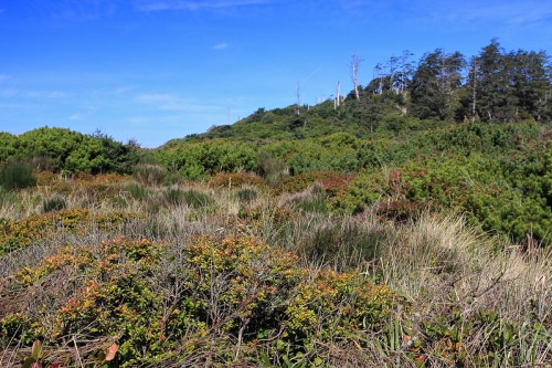 Lush green landscape with shrubs and grasses under a clear blue sky, featuring a hilly background.