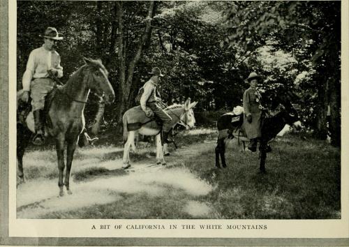 Three individuals on horseback and a mule in a wooded area, labeled "A bit of California in the White Mountains."