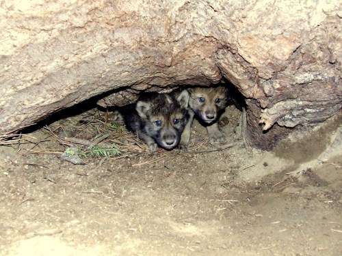Two wolf pups peek out from a den beneath a tree, surrounded by dirt and pine needles.