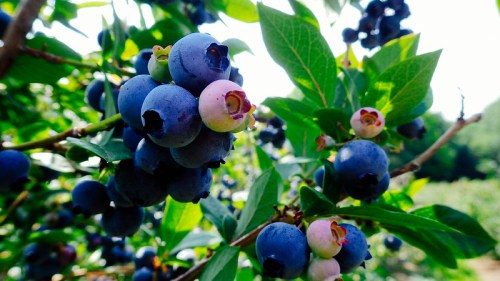 Close-up of ripe blueberries on a bush, with some berries still green and unripe among the foliage.
