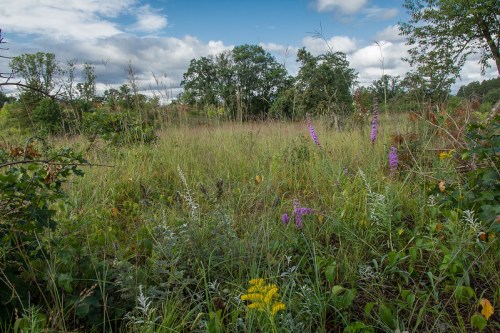 A lush, green field with tall grasses and wildflowers under a partly cloudy sky. Trees are visible in the background.