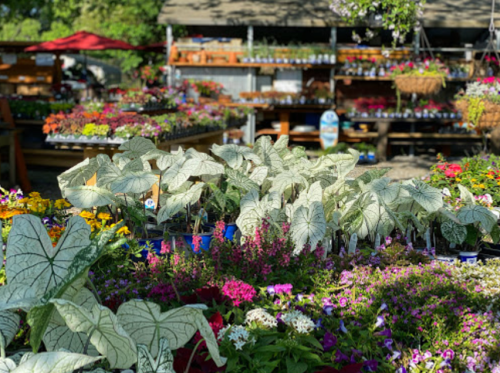 A vibrant garden center filled with colorful flowers and plants, showcasing various greenery and floral arrangements.