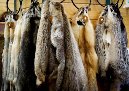 A display of various animal furs hanging on hooks against a wooden background.