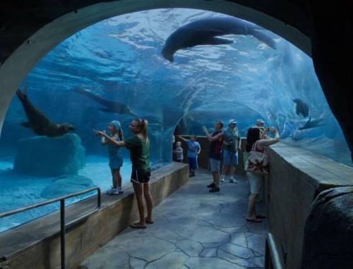 Visitors observe sea lions swimming in a large aquarium tunnel, with children and adults taking photos.