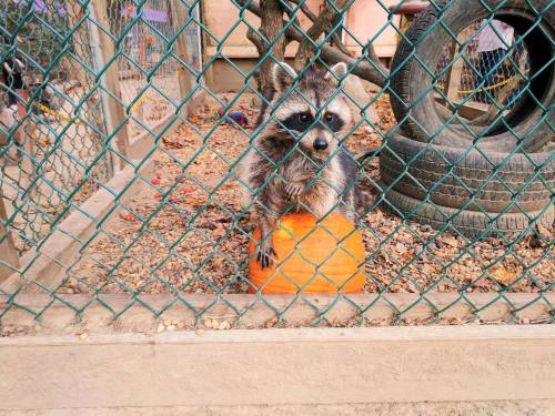 A raccoon sits on an orange pumpkin inside a fenced enclosure, surrounded by gravel and tires.