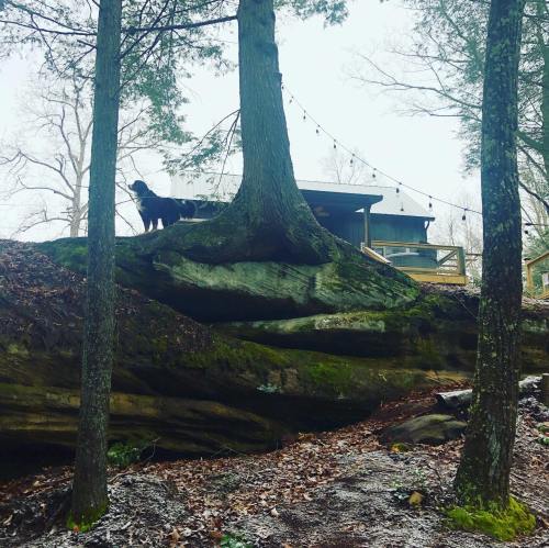 A dog stands on a large rock near a cabin, surrounded by trees and winter scenery.