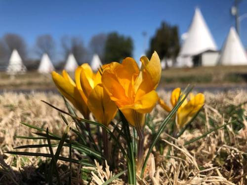 Bright yellow crocus flowers bloom in the foreground, with teepees visible in the background under a clear blue sky.