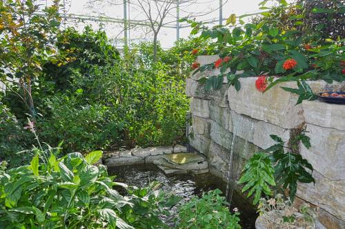 Lush greenery surrounds a small stone waterfall, creating a serene garden scene with vibrant plants and flowers.