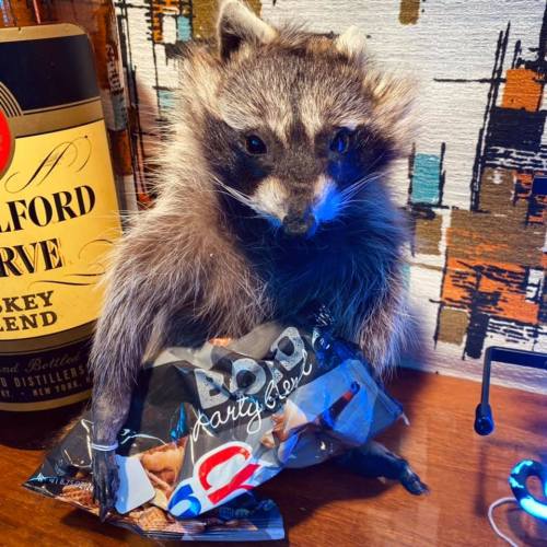 A raccoon holding a bag of party snacks, with a whiskey bottle in the background and a colorful patterned wall.
