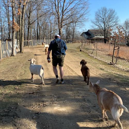 A person walks down a dirt path with goats and a dog, surrounded by trees and a house in the background.