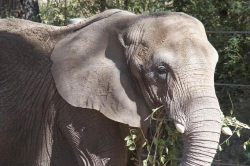 A close-up of an elephant eating greenery, with sunlight casting shadows on its textured skin.