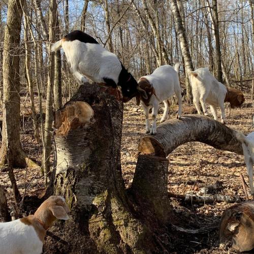 A group of goats exploring a wooded area, with one goat climbing on a fallen tree trunk.