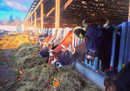 Cows eating hay in a barn, with sunlight streaming through the open structure.