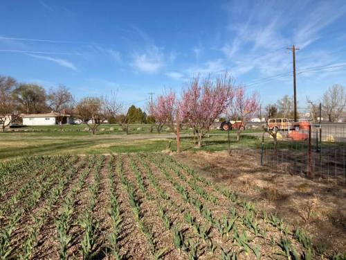 A sunny farm scene with rows of green plants, blooming trees, and a tractor in the background under a blue sky.