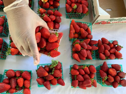 A hand in a glove holds a basket of strawberries among several other baskets on a table.